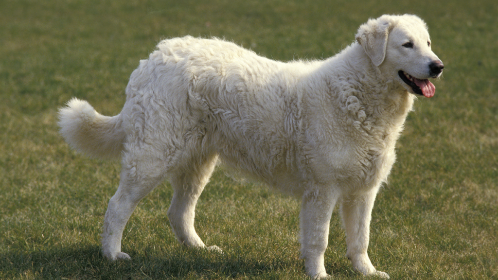 kuvasz