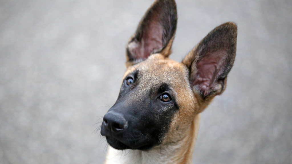 malinois