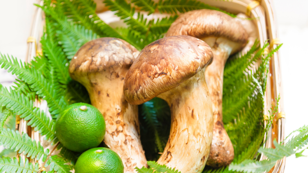 matsutake mushrooms