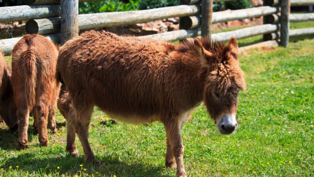 mini donkey