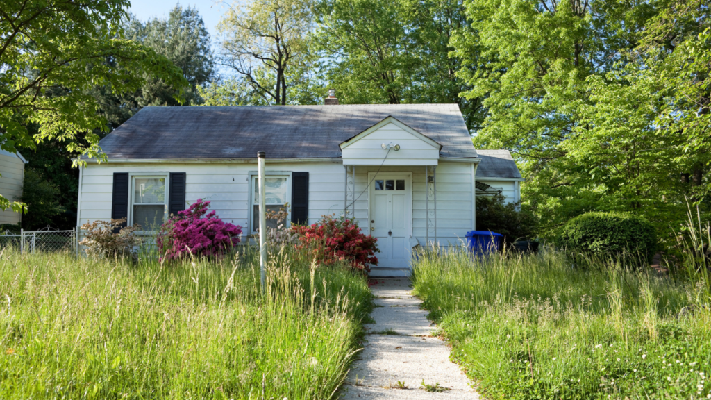 overgrown lawn