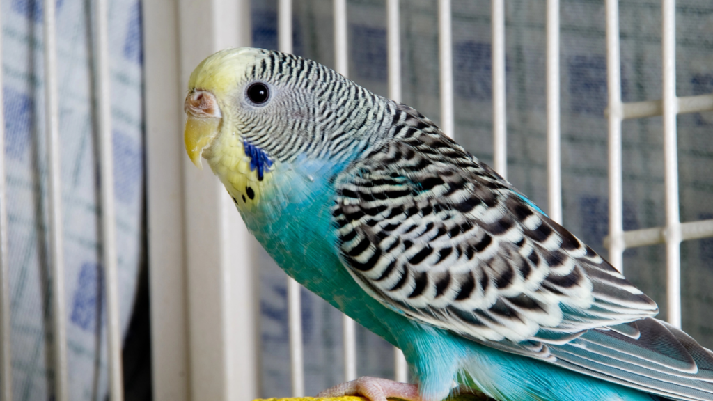 parakeet 