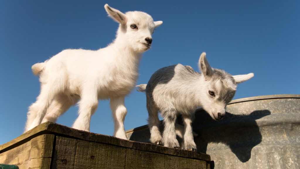 pygmy goat