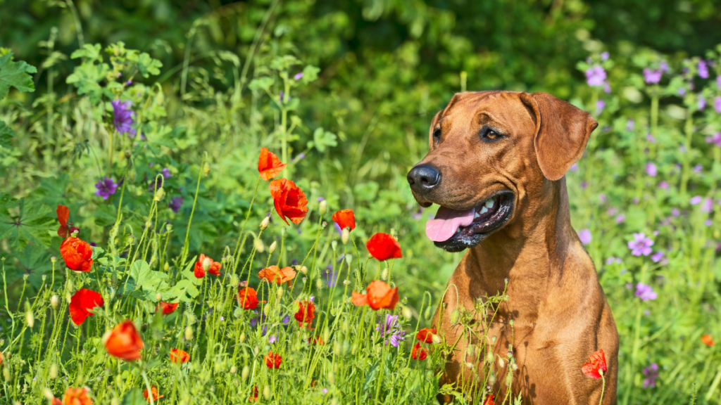 ridgeback