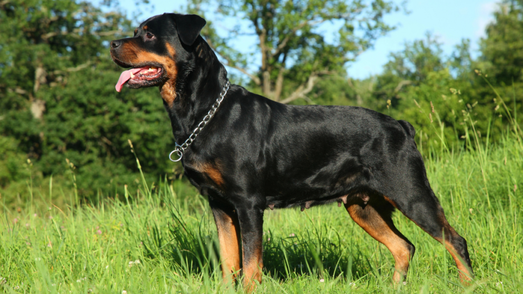 rottweiler