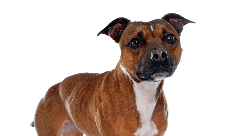 staffordshire bull terrier