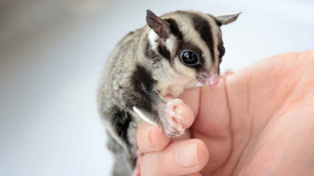 sugar glider 