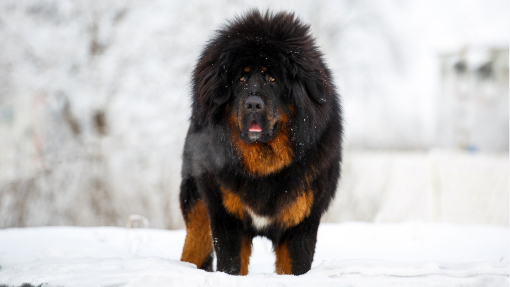 tibetan mastiff