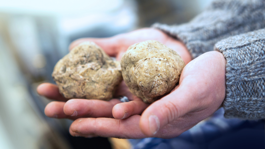 white truffles