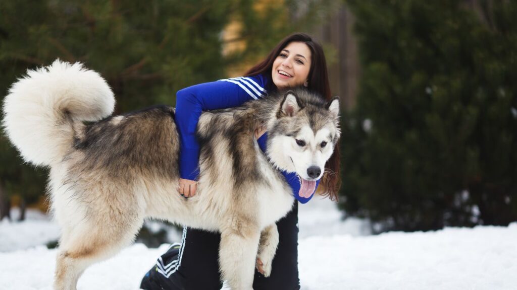 Alaskan Malamutes