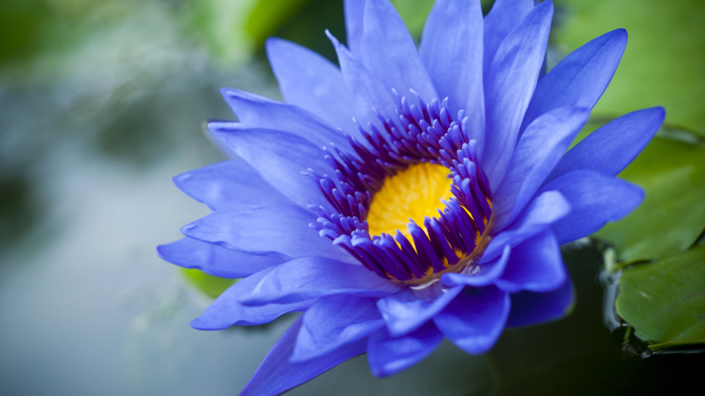 Blue Lotus 