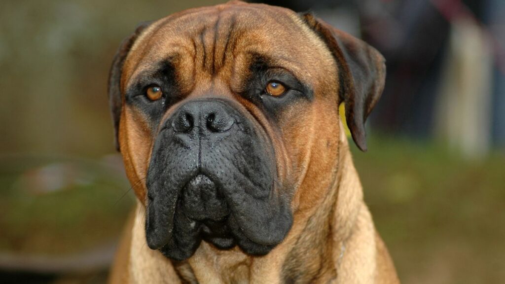 Bullmastiffs