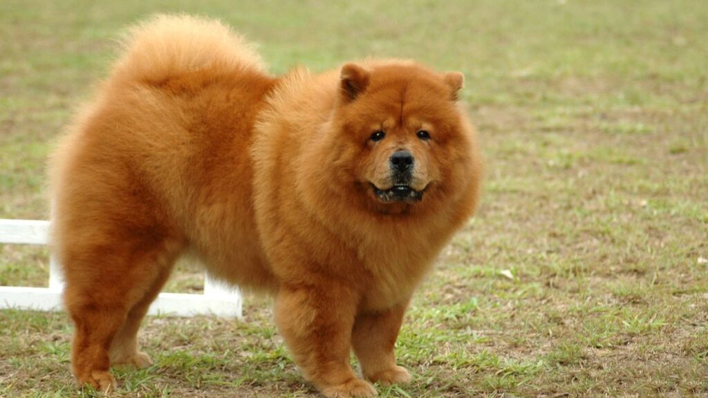 Chow Chows