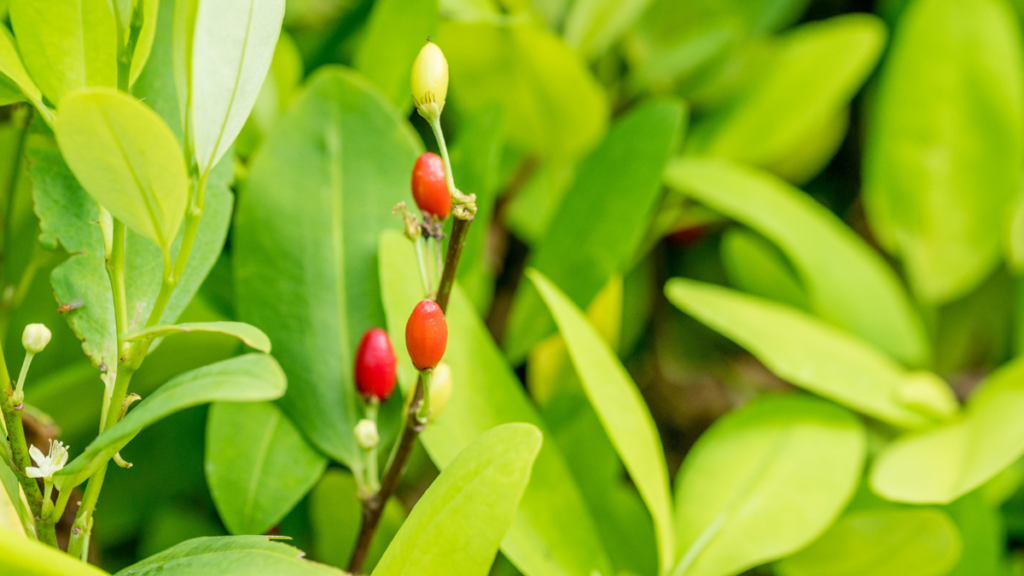 Coca Plant