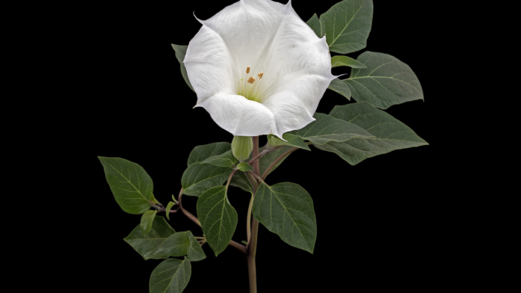 Datura