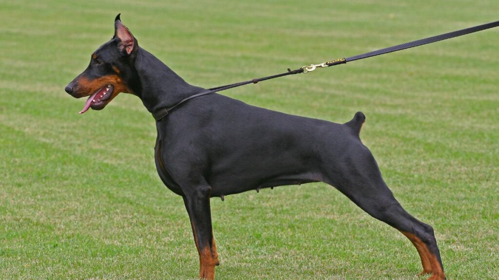 Doberman Pinschers