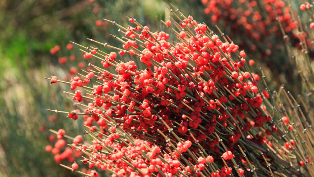 Ephedra 