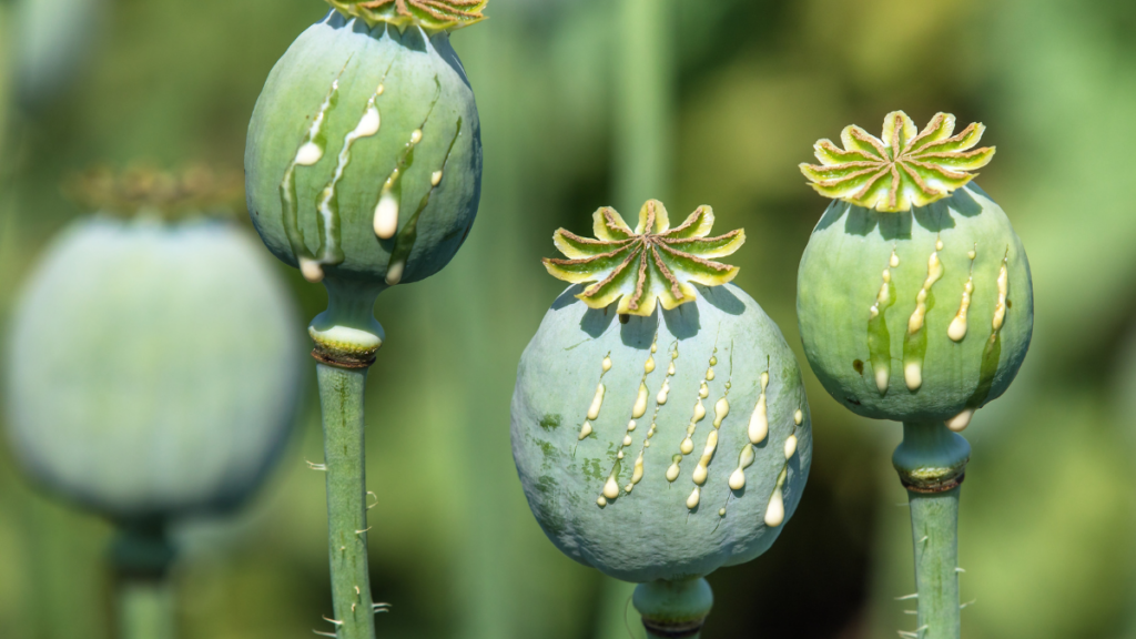 Opium Poppy