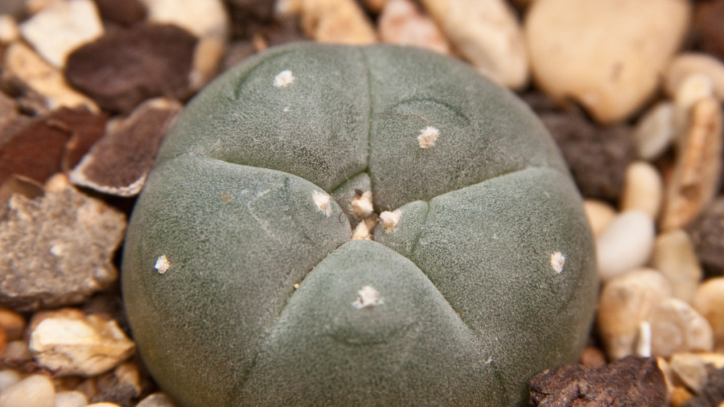 Peyote Cactus