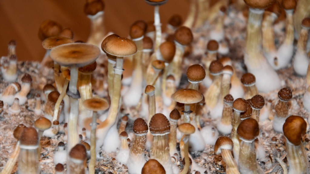 Psilocybin Mushrooms