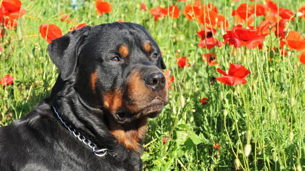 Rottweiler