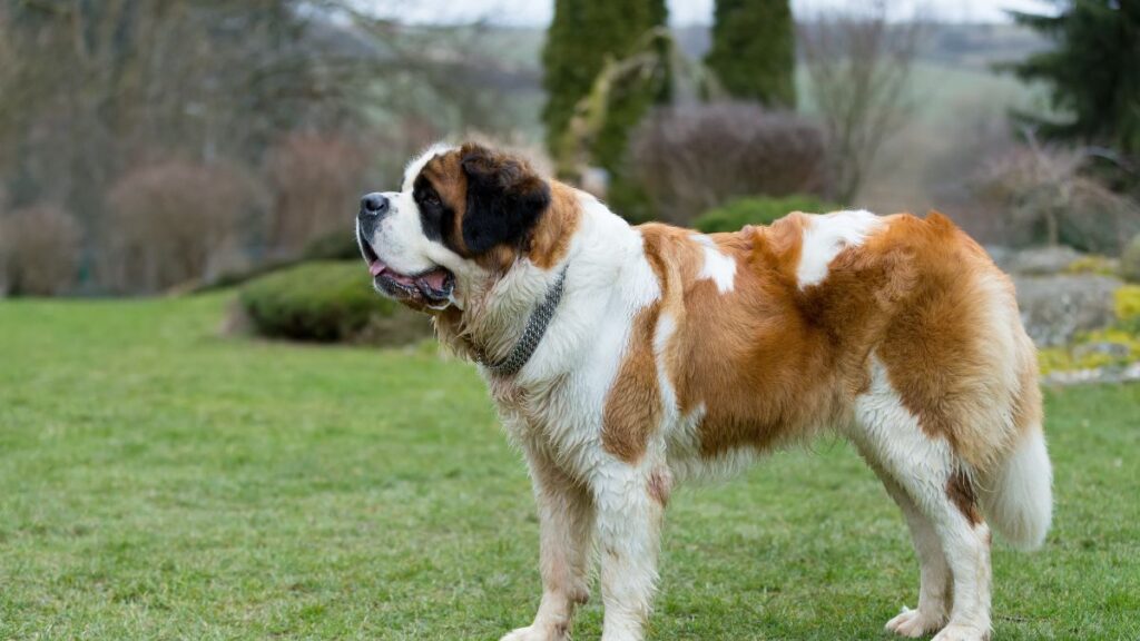 Saint Bernards