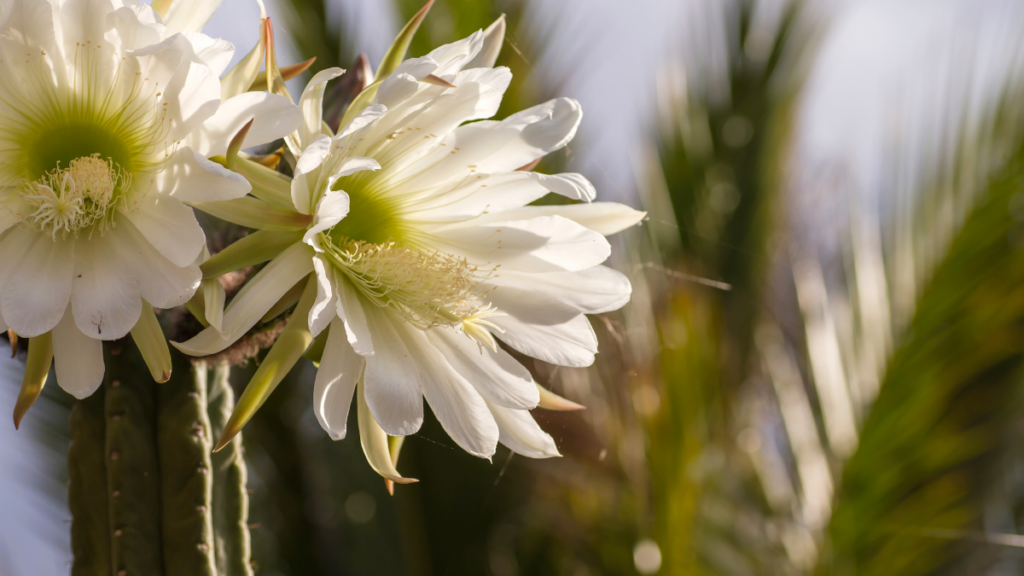 San Pedro Cactus