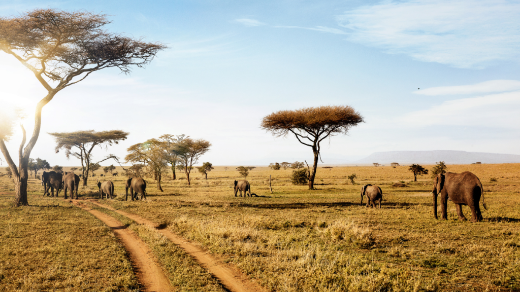 Serengeti National Park, Tanzania