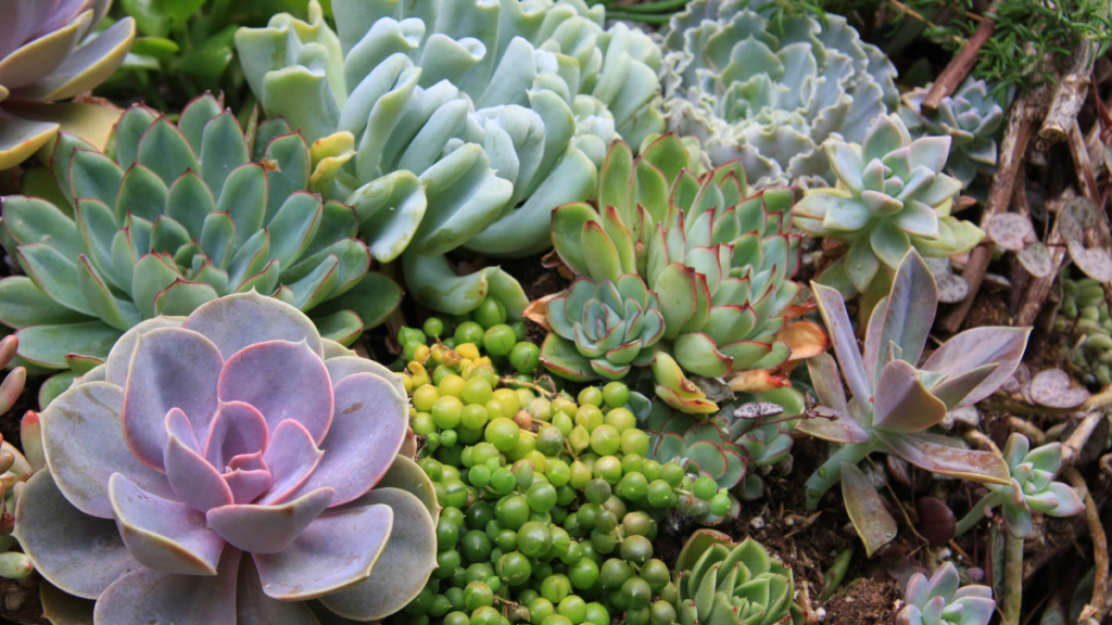 Succulents Plants Garden