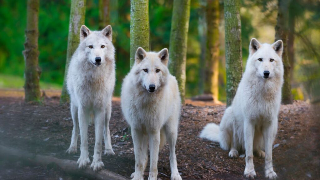 Wolf Hybrids