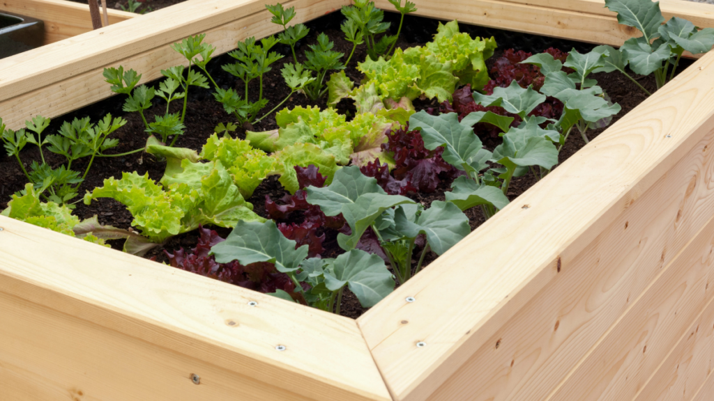 raised garden bed