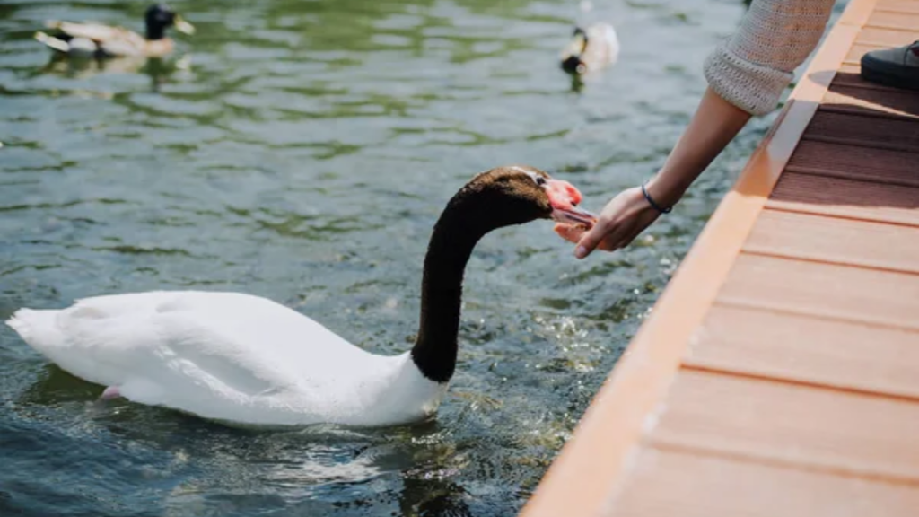 Animal Feed Swan