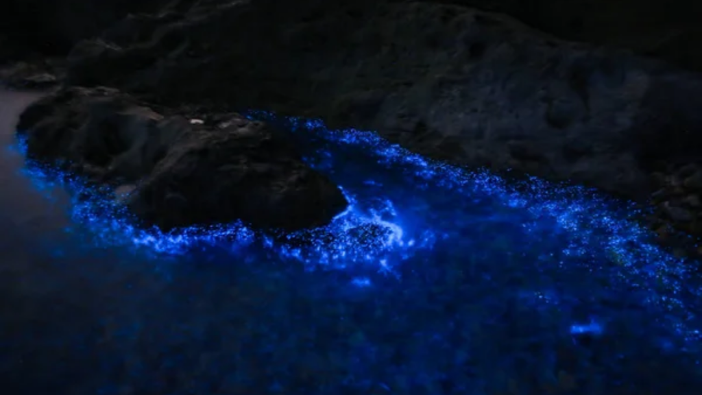 Bioluminescent Beach Night