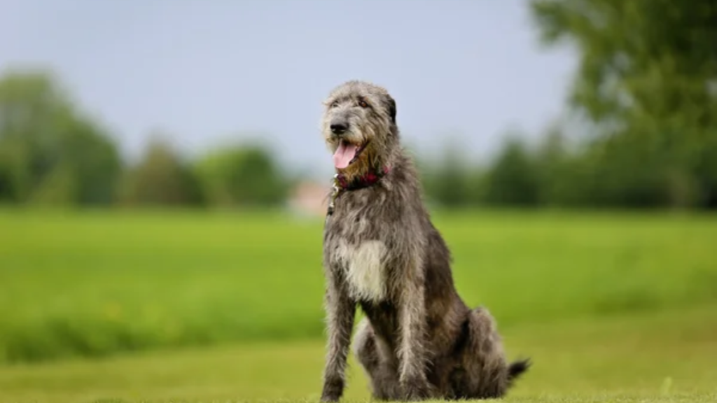 Dog Irish Wolfhound