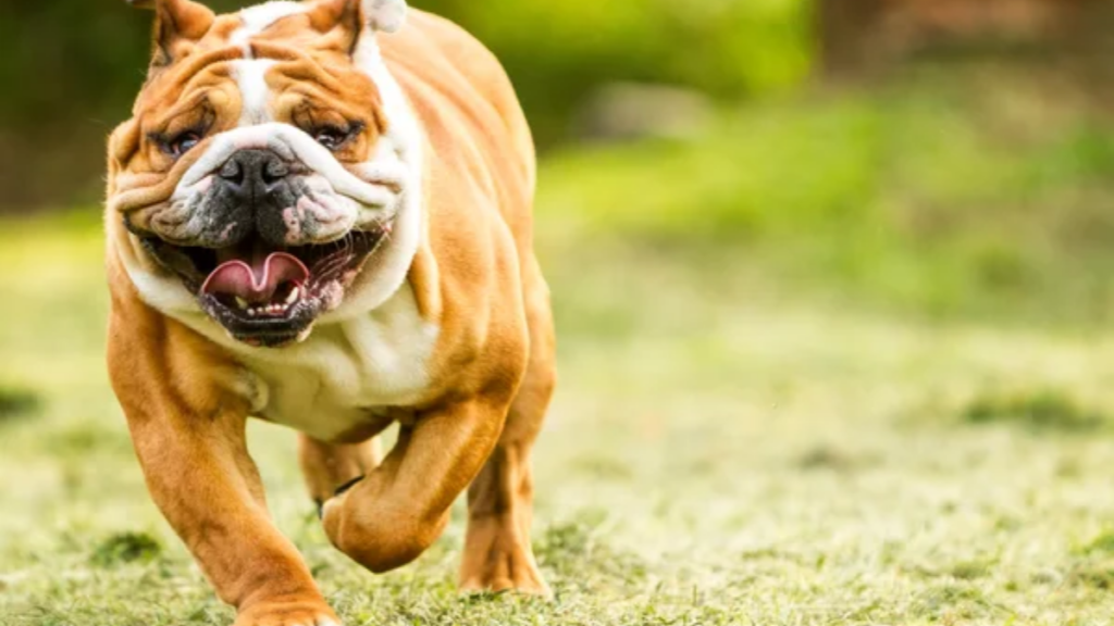 English Bulldog 