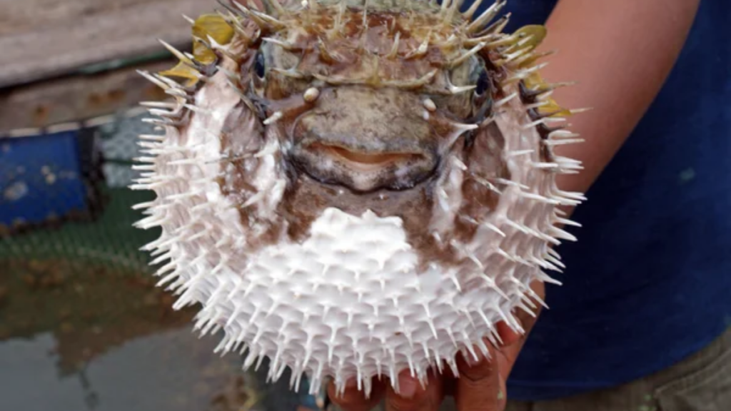 Food Fugu Puffer Fish