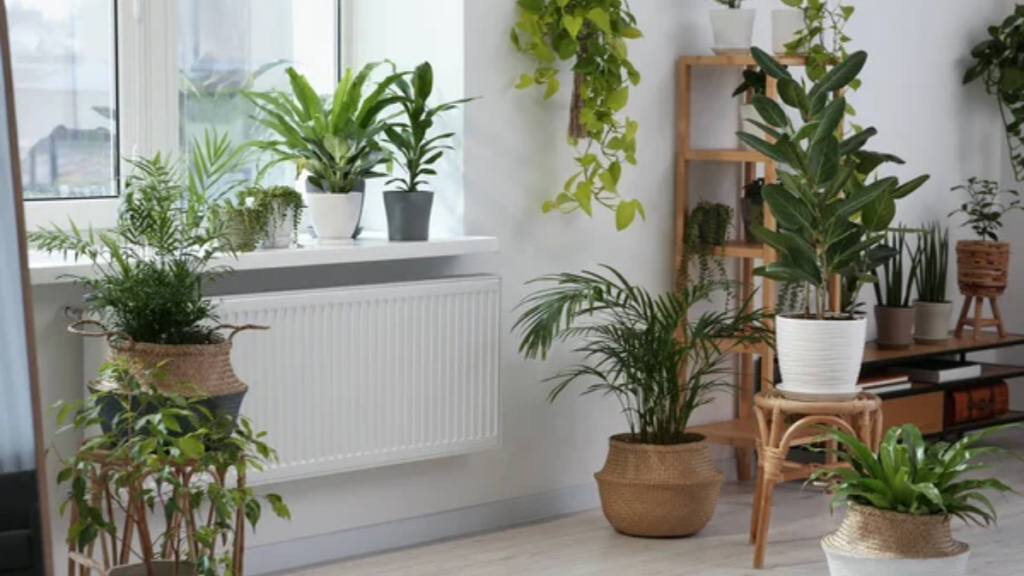 Indoor Plants