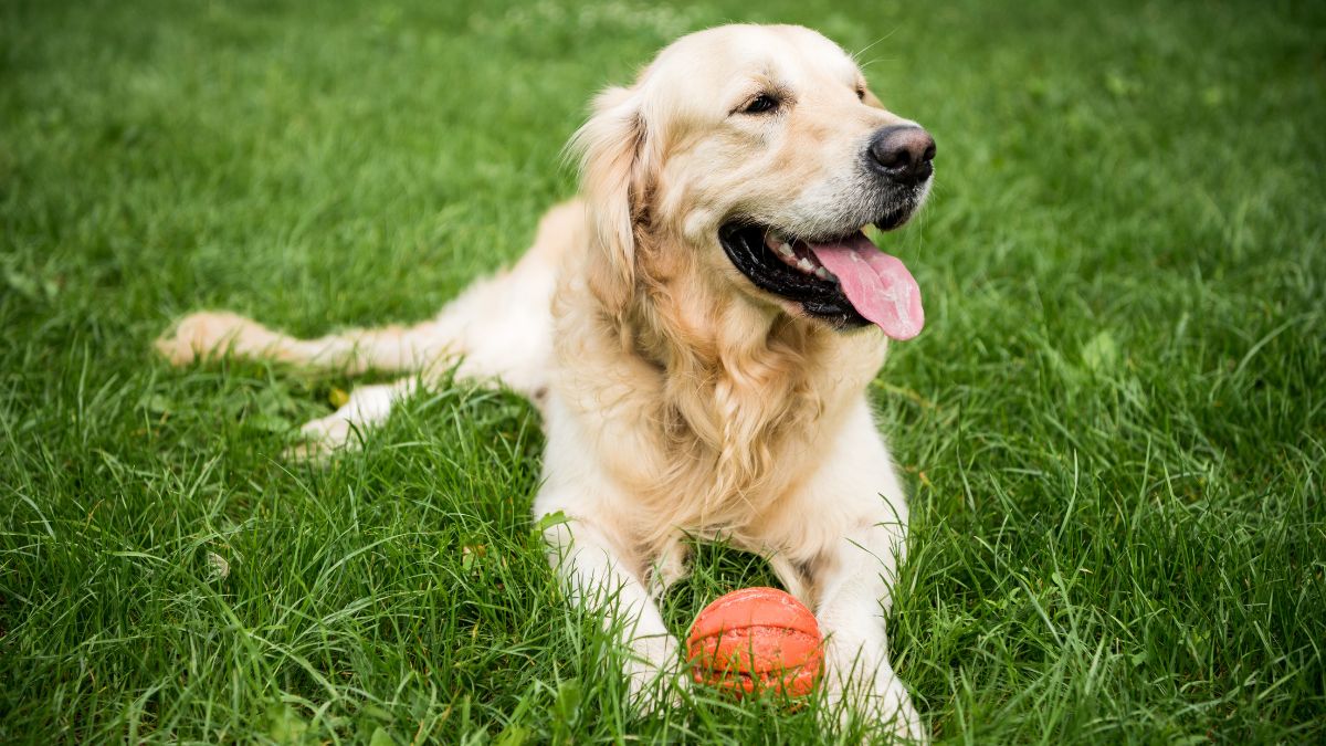 Labrador Retriever