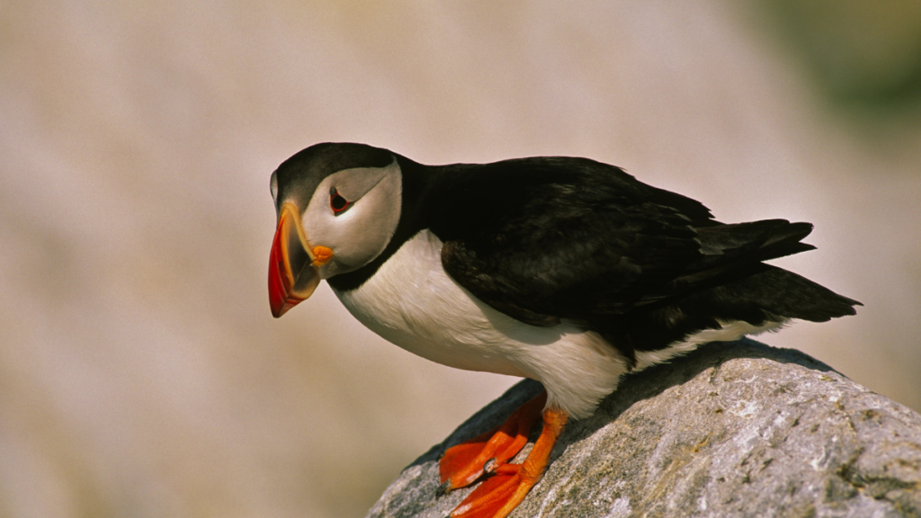 Machias, Maine puffin