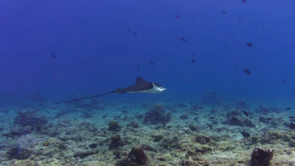 Sting Ray Ocean