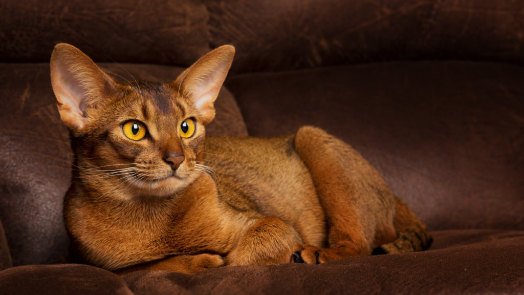 abyssinian cat