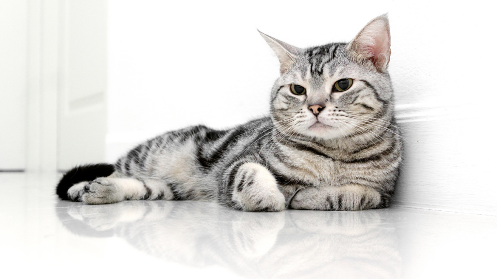 american shorthair 