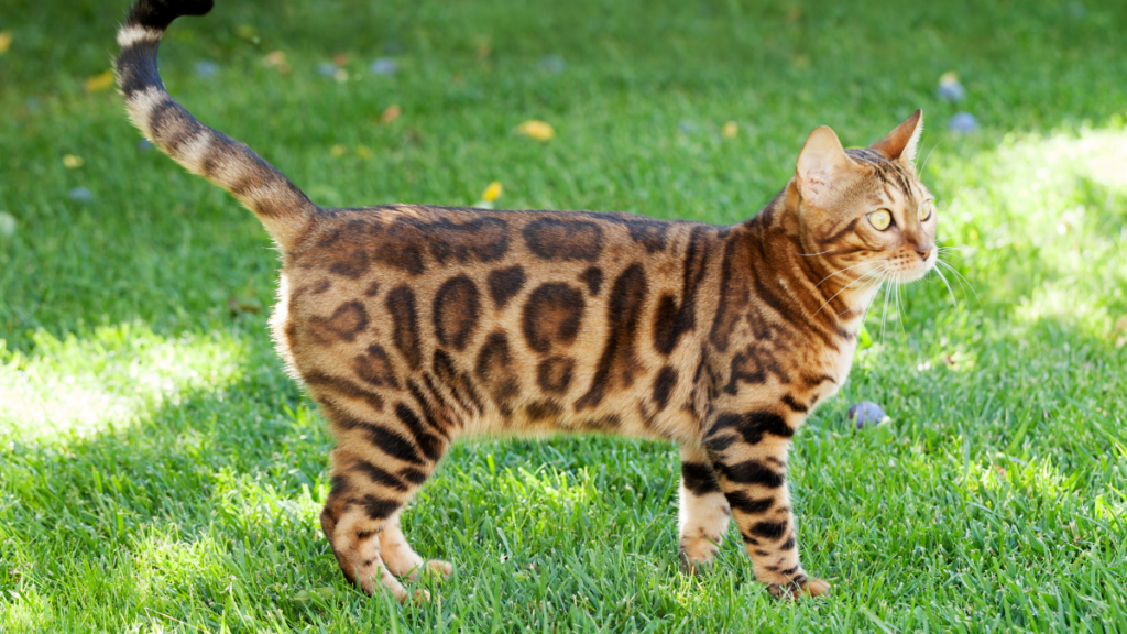 bengal cat 