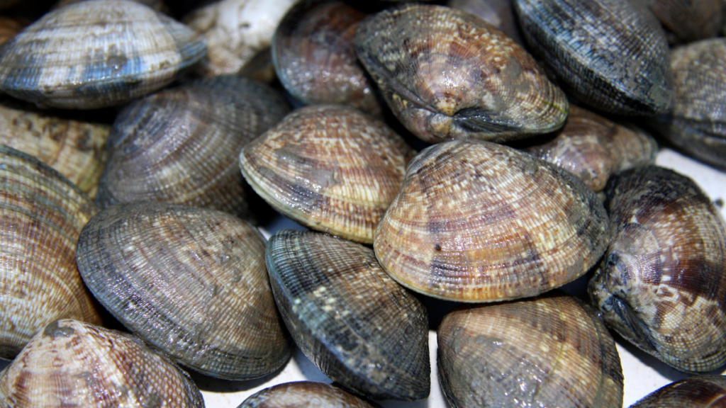 clams 