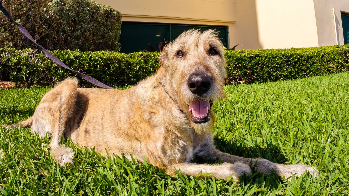 cute irish wolfhound