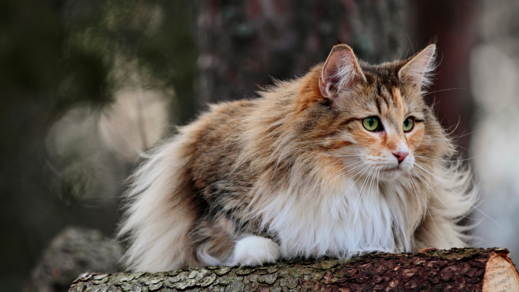 norwegian forest