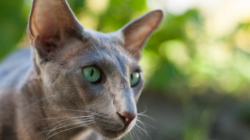 oriental shorthair