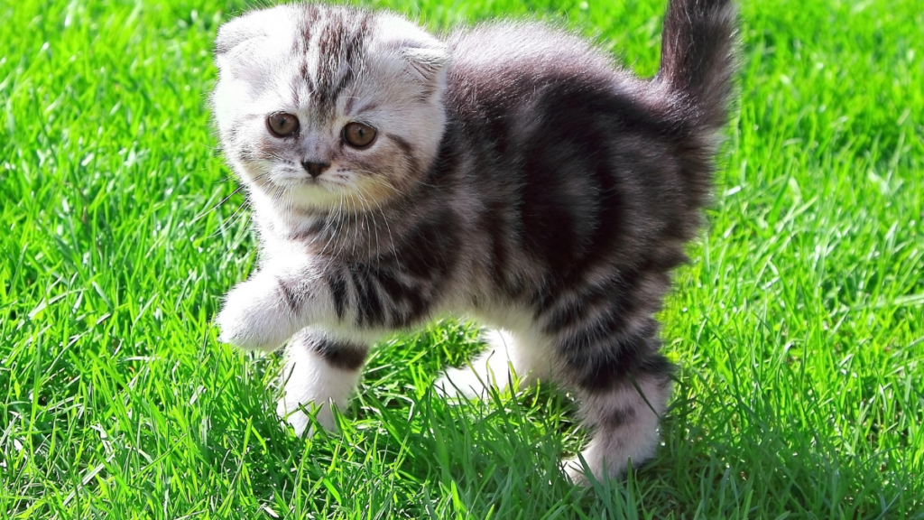 scottish fold cat