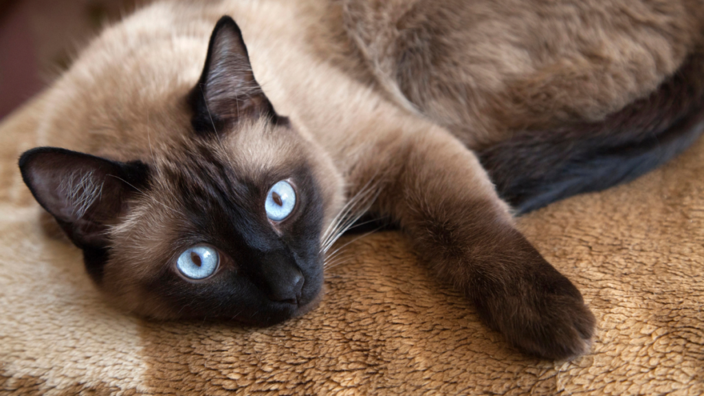 siamese