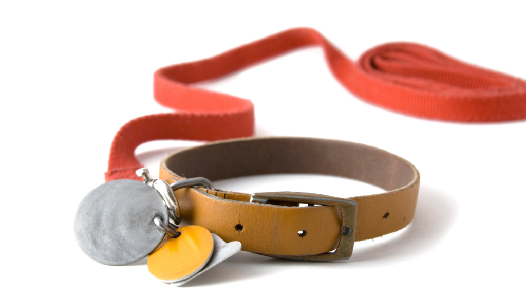 Dog Collar